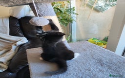 British Longhair cats for sale: British Longhair mix Kittens  - Image 17