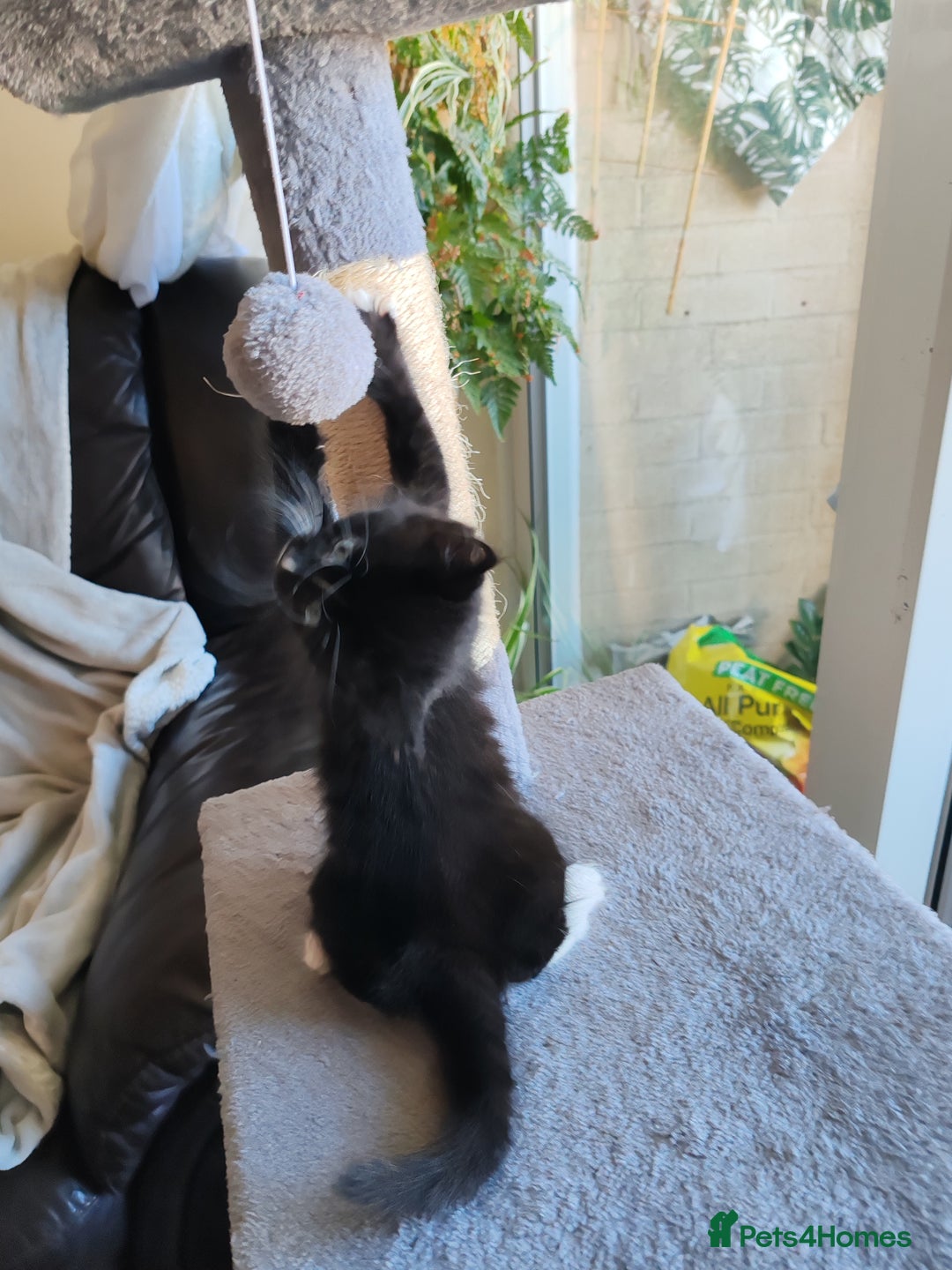 British Longhair cats for sale: British Longhair mix Kittens  - Image 17