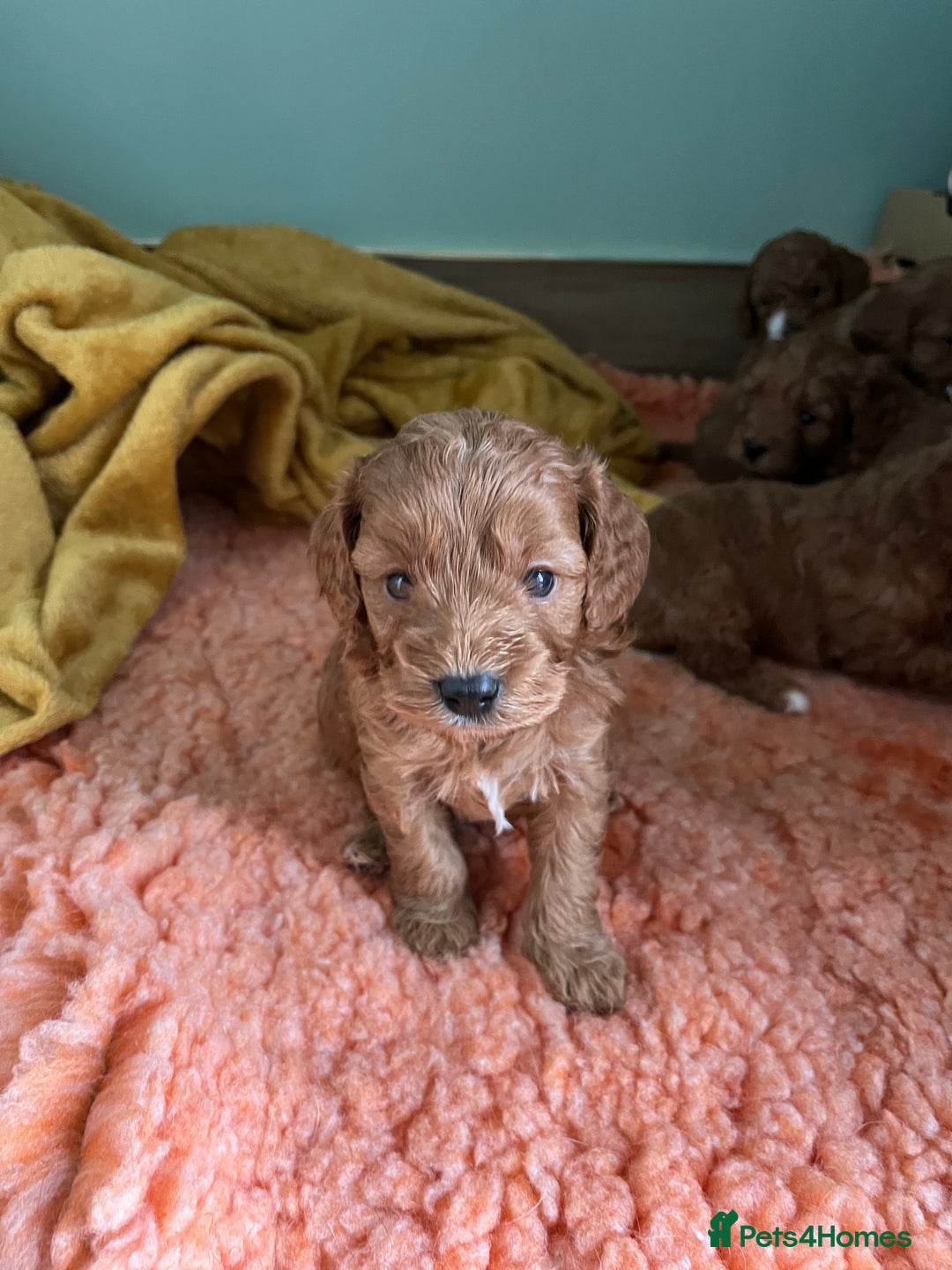 Cavapoo dogs for sale: Beautiful cavapoos - Advert 5