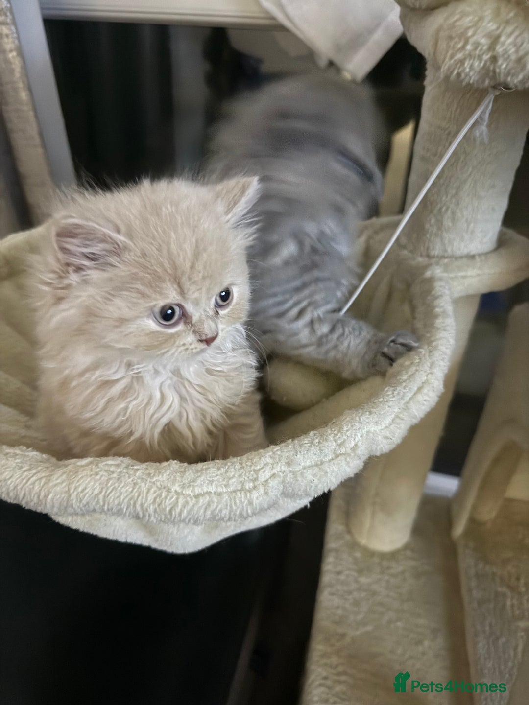 British Shorthair cats for sale: TICA REG BRITISH SHORTHAIR & LONGHAIR KITTENS - Image 1