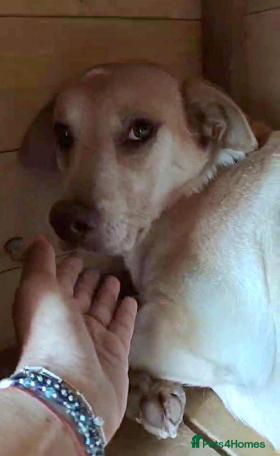 Mixed Breed dogs for adoption: 🐾Luna – a small Lab-type girl longing for love ❤️ - Advert 4