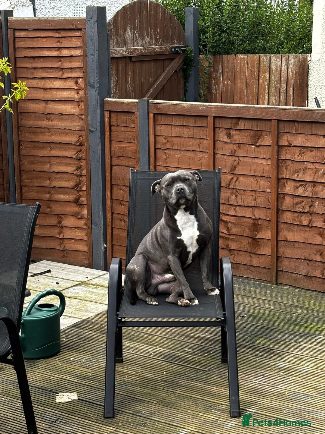 Staffordshire Bull Terrier dogs for stud: Blue Staff 2 year old male  - Advert 8