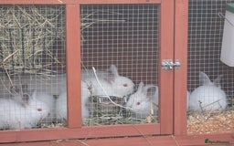 Californian rabbits for sale: Californian baby rabbits for sale - Image 5