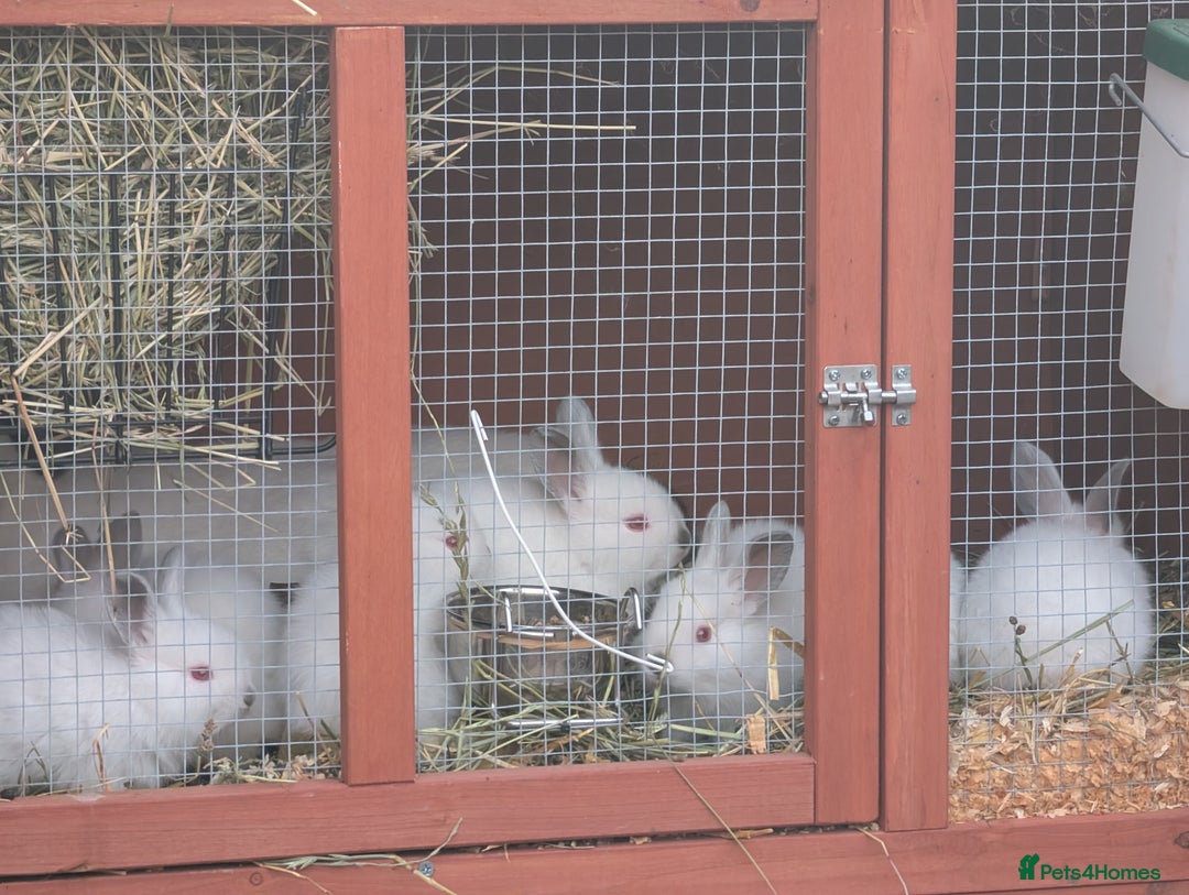 Californian rabbits for sale: Californian baby rabbits for sale - Image 5
