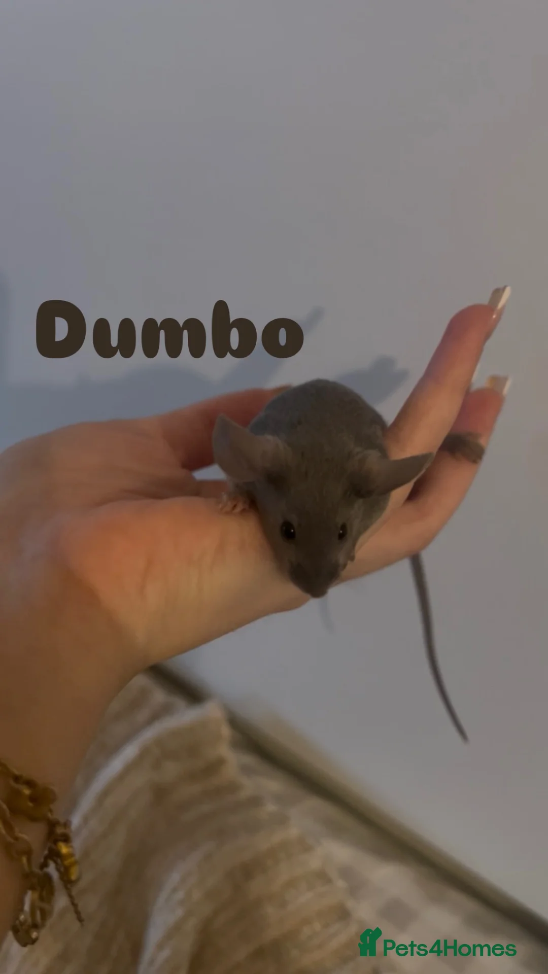 Mouse rodents for sale: Female mice for homes. ⭐️ - Advert 4