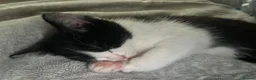 British Shorthair cats for sale: Black&white British shorthair cross girl kitten - Advert 3