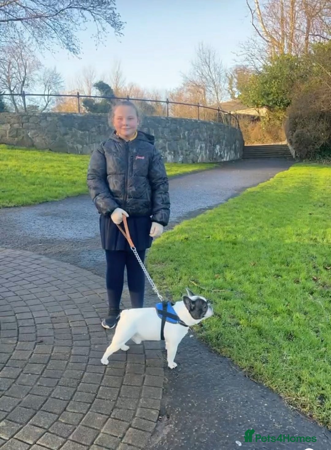 French Bulldog dogs for sale: French bulldog  - Advert 7