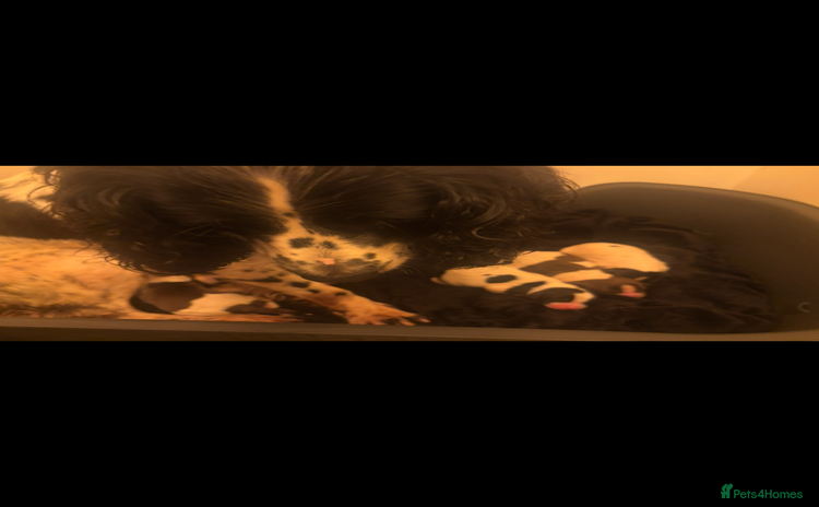 Sprocker dogs Sprocker spaniel pups  - Advert 1