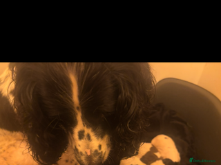 Sprocker dogs Sprocker spaniel pups - Advert 1