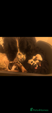 Sprocker dogs Sprocker spaniel pups - Advert 1