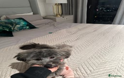 Mixed Breed dogs for sale: Puppies looking for a loving family  - Image 6