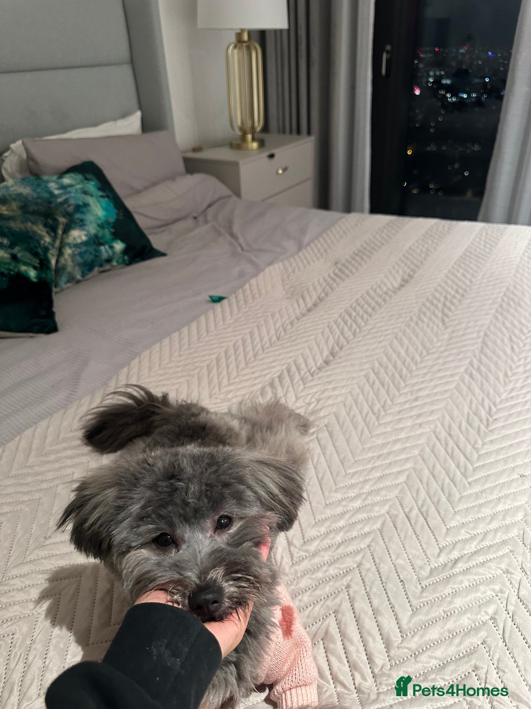 Mixed Breed dogs for sale: Puppies looking for a loving family  - Image 6