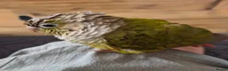 Conures birds for sale: Green cheeked conure - Advert 7