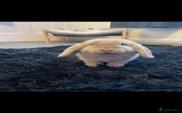 Mini Lion Lop rabbits for sale: mini lop - Image 1