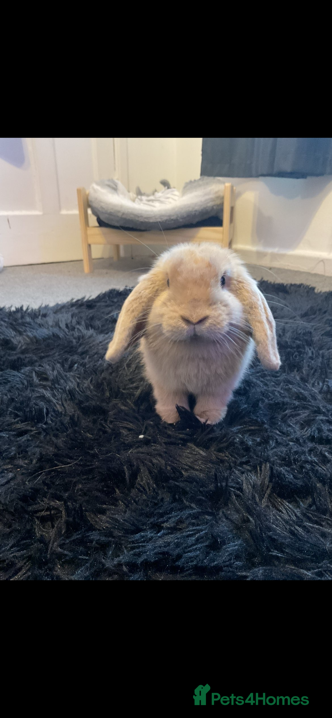 Mini Lion Lop rabbits for sale: mini lop - Image 1