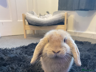 Mini Lion Lop rabbits - Advert 11