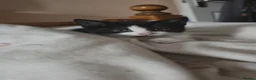 Domestic Shorthair cats for sale: Fluffy kittens - Advert 3