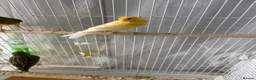 Canaries birds for sale: Canaries - Advert 5