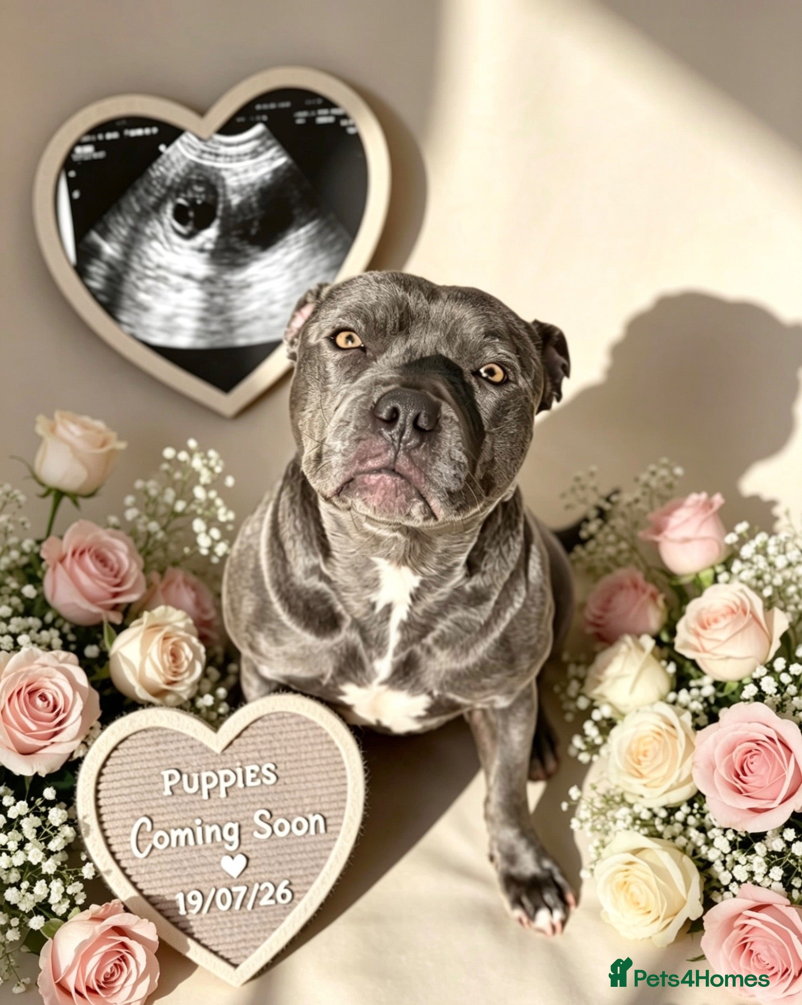 Staffordshire Bull Terrier dogs BLUE STAFFORDSHIRE BULLTERRIER PUPPIES - Advert 2