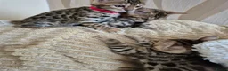 Bengal cats for sale: Bengal in Fraserburgh - Advert 9