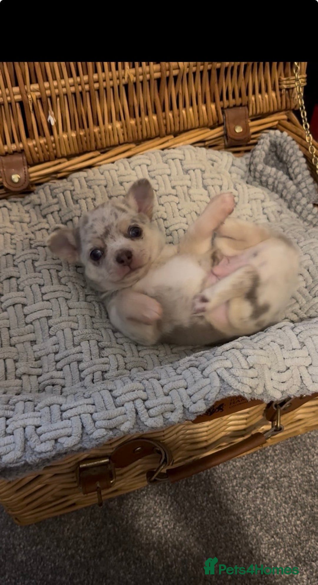 Chihuahua dogs for sale: Lilac Merle Chihuahua Puppy (Boy) - Advert 2