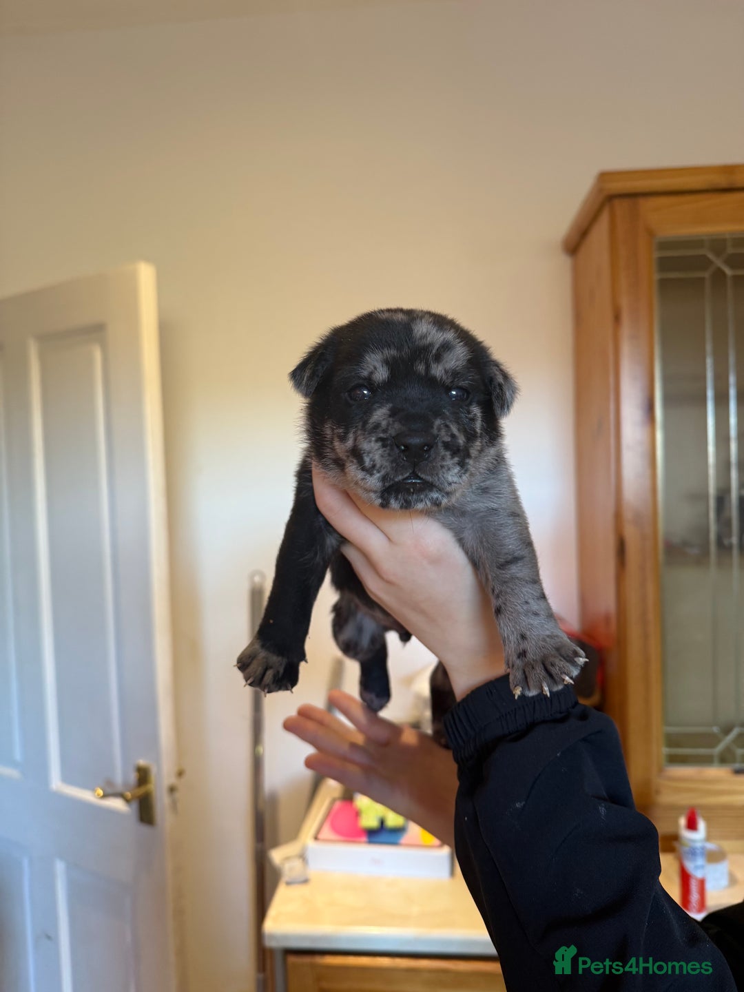 Mixed Breed dogs for sale: American bulldog / chowchow  - Advert 10