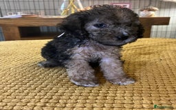 Cockapoo dogs for sale: Cockapoo puppies  - Image 27