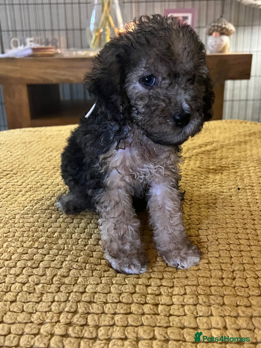 Cockapoo dogs for sale: Cockapoo puppies  - Image 27