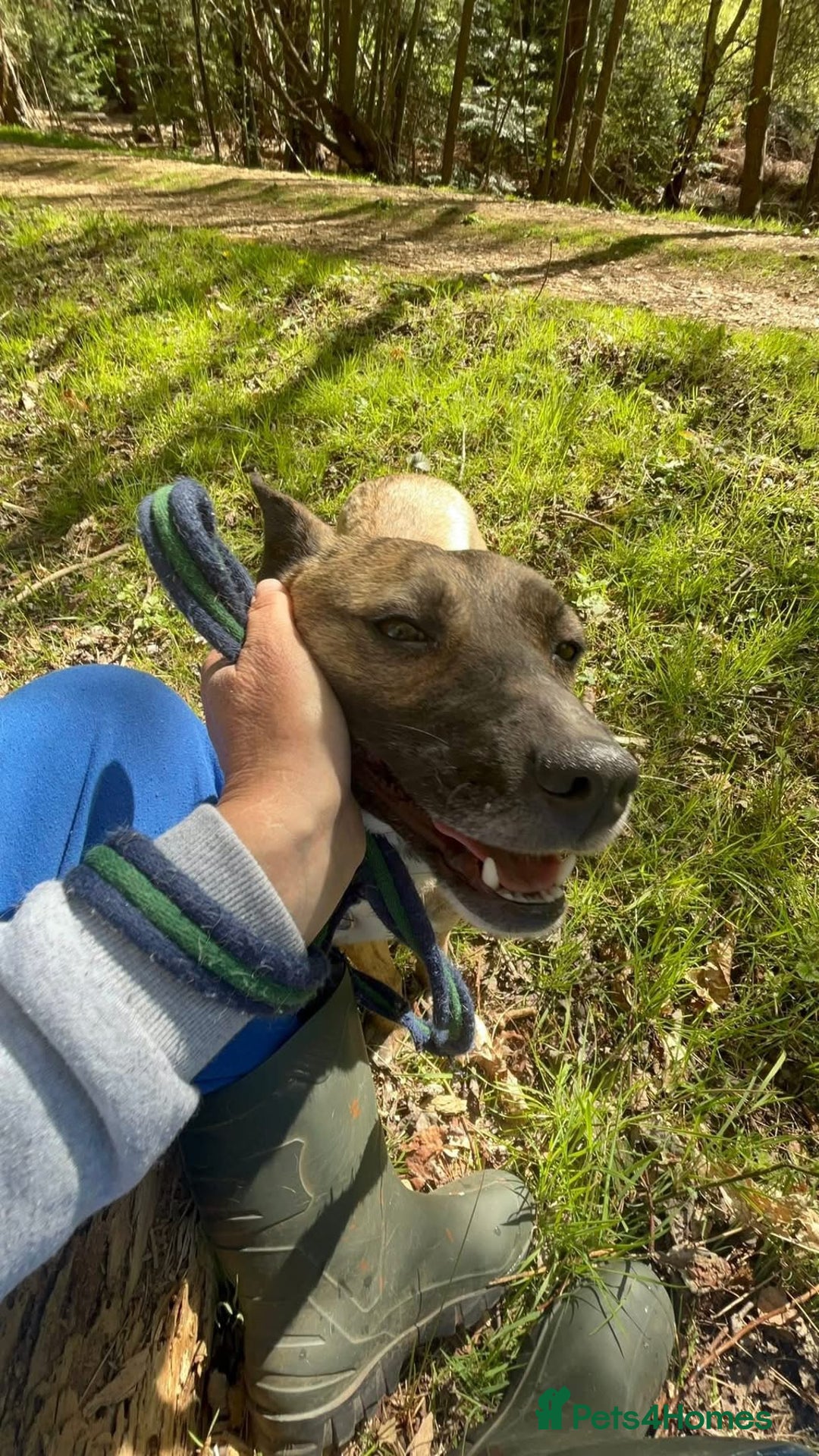 Mixed Breed dogs for adoption: Phoenix - Norwich Norfolk  - Image 10