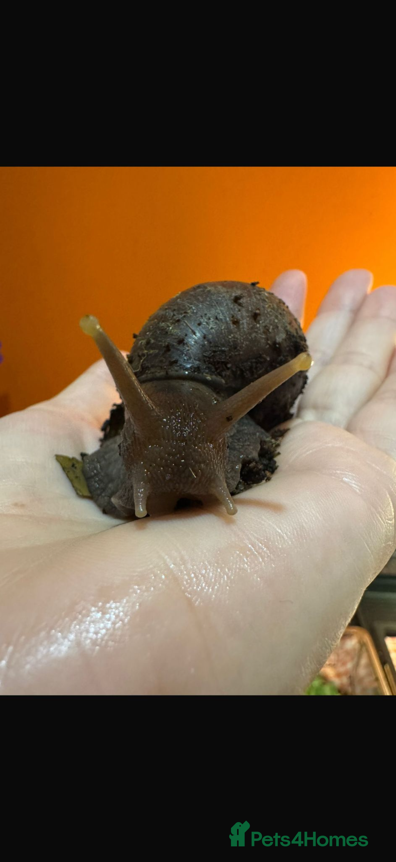 Snails invertebrates 2 giant African land snails  - Advert 1