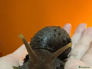 Snails invertebrates 2 giant African land snails - Advert 1
