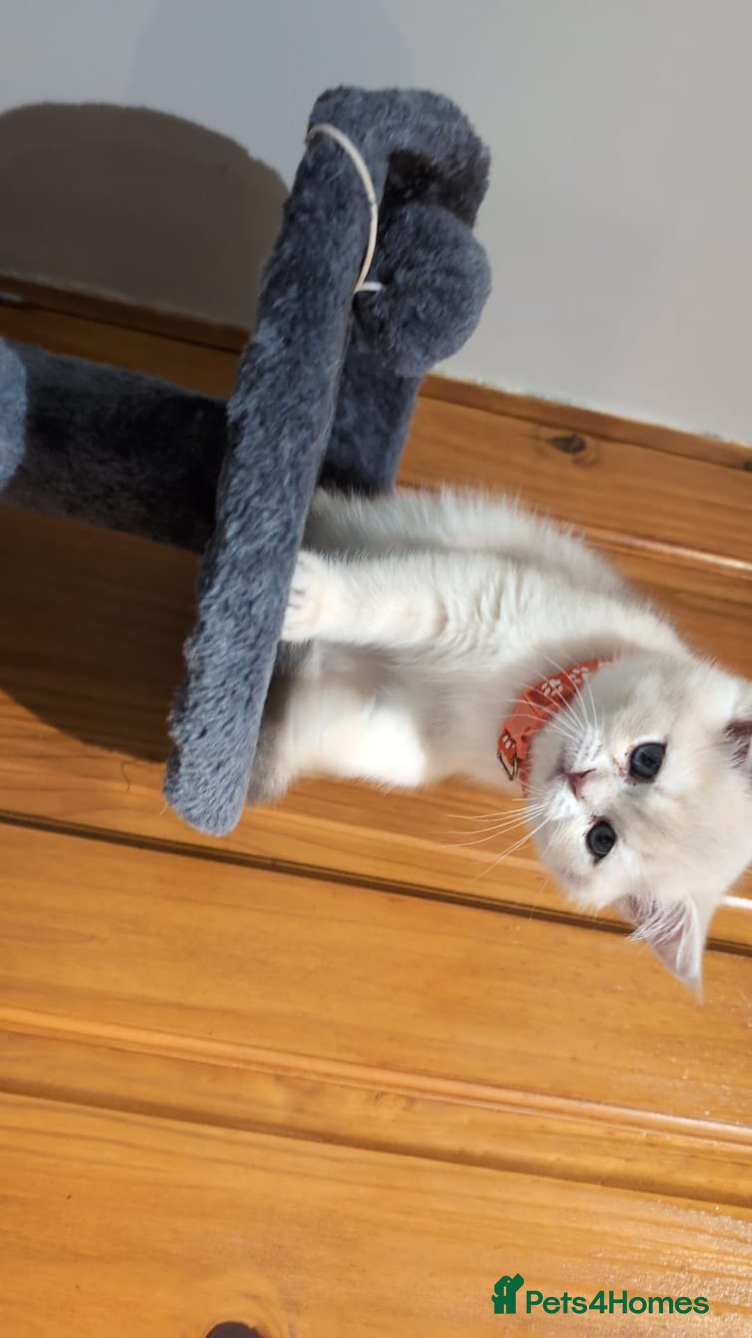 British Shorthair cats for sale: One lovely girl and three handsome boys  - Image 31