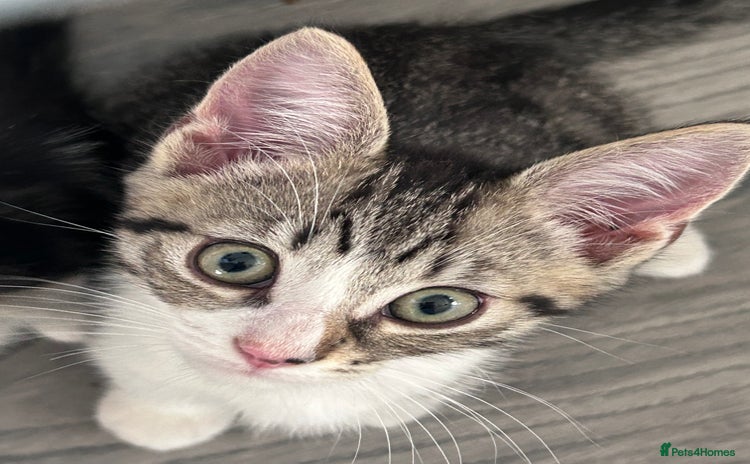 Mixed Breed cats - Advert 13