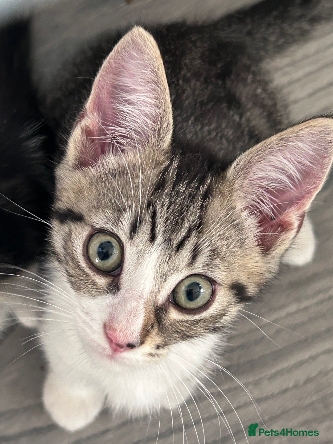 Mixed Breed cats for sale: 3 beautiful tabby kittens remaining 🥹 - Image 1