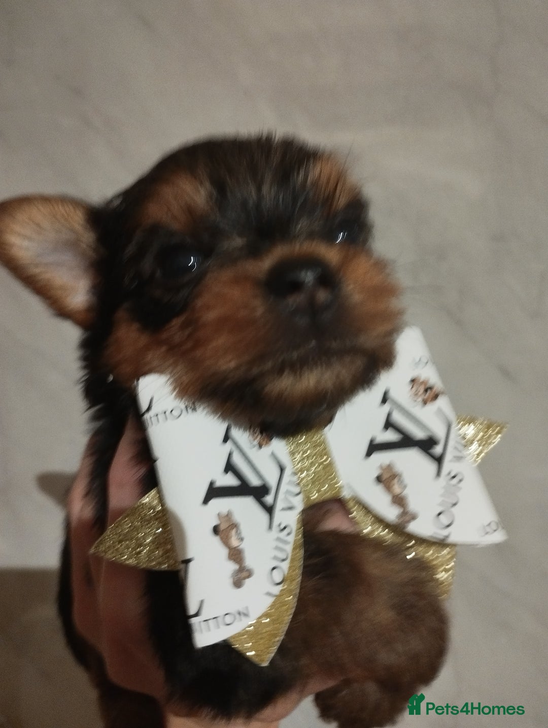 Yorkshire Terrier dogs for sale: 💝💝Beautiful miniature babies 💝💝 - Image 13