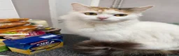 Mixed Breed cats for sale: 2 cats in need of a forever home! - Advert 3