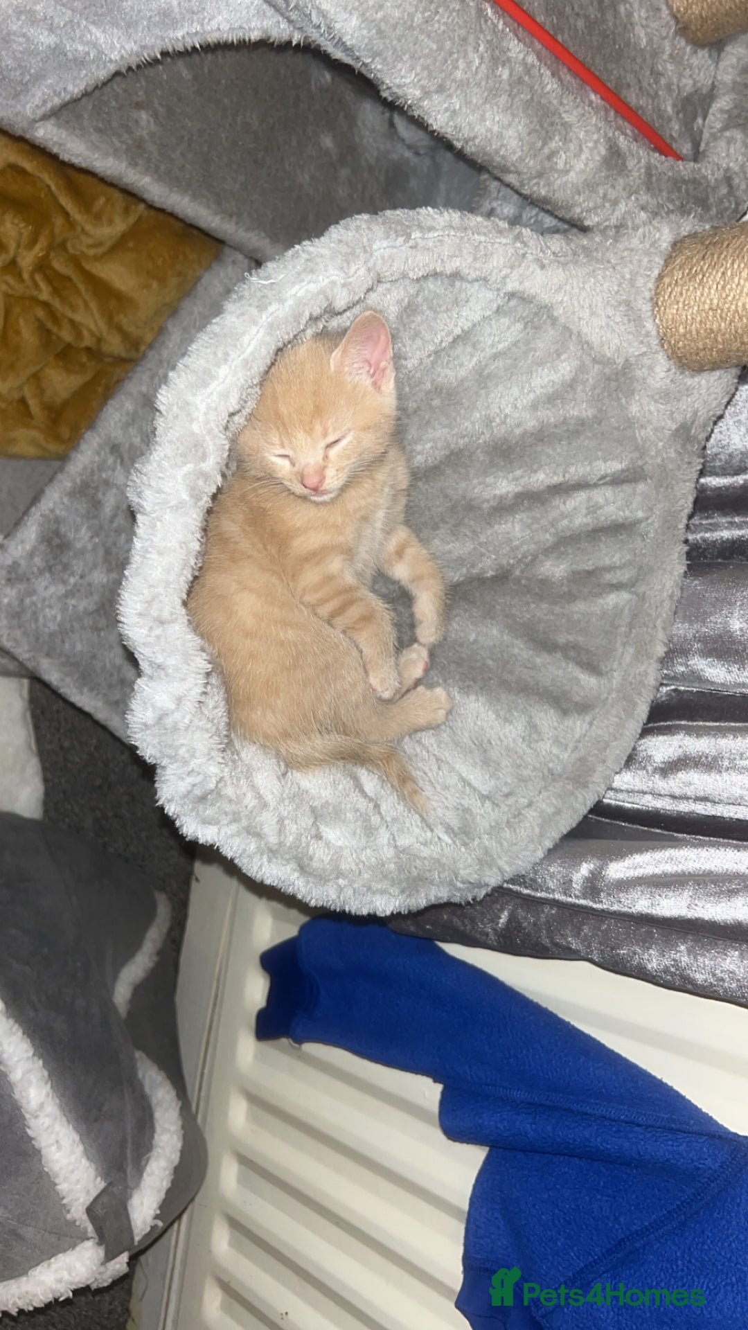 Mixed Breed cats for sale: Kittens - Image 6