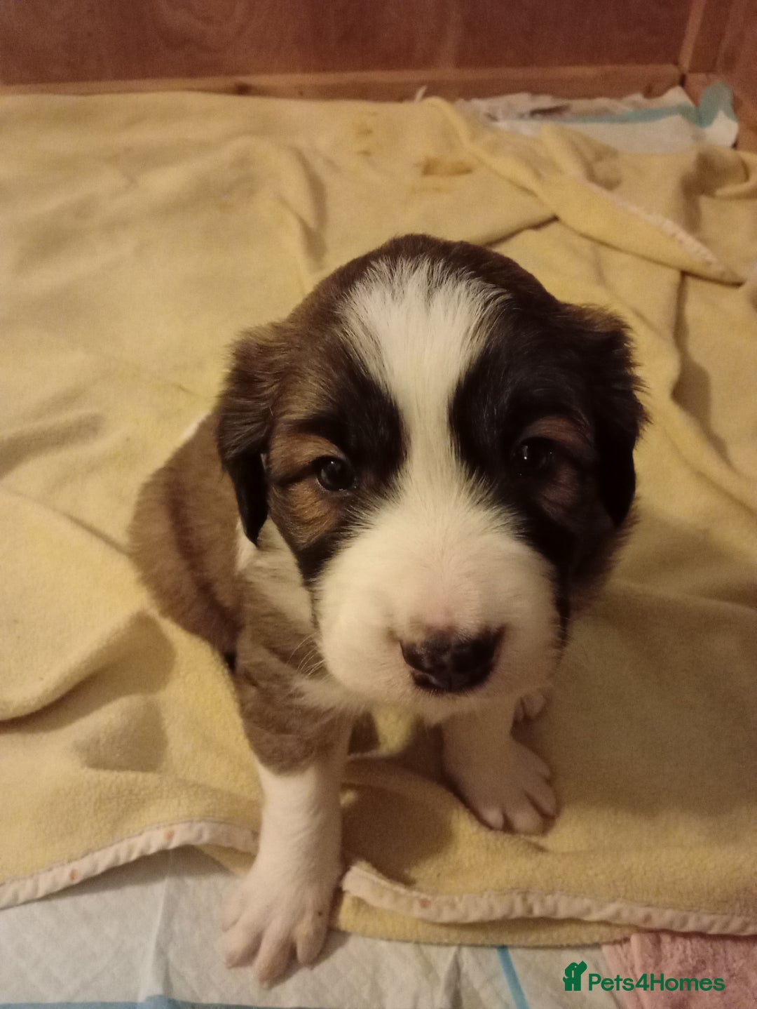 Border Collie dogs for sale: Border collie puppies for sale  - Advert 8