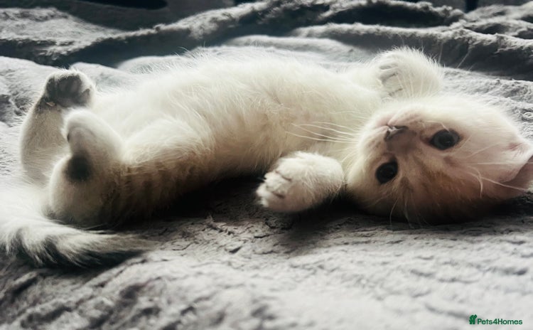 Scottish Fold cats - Advert 1