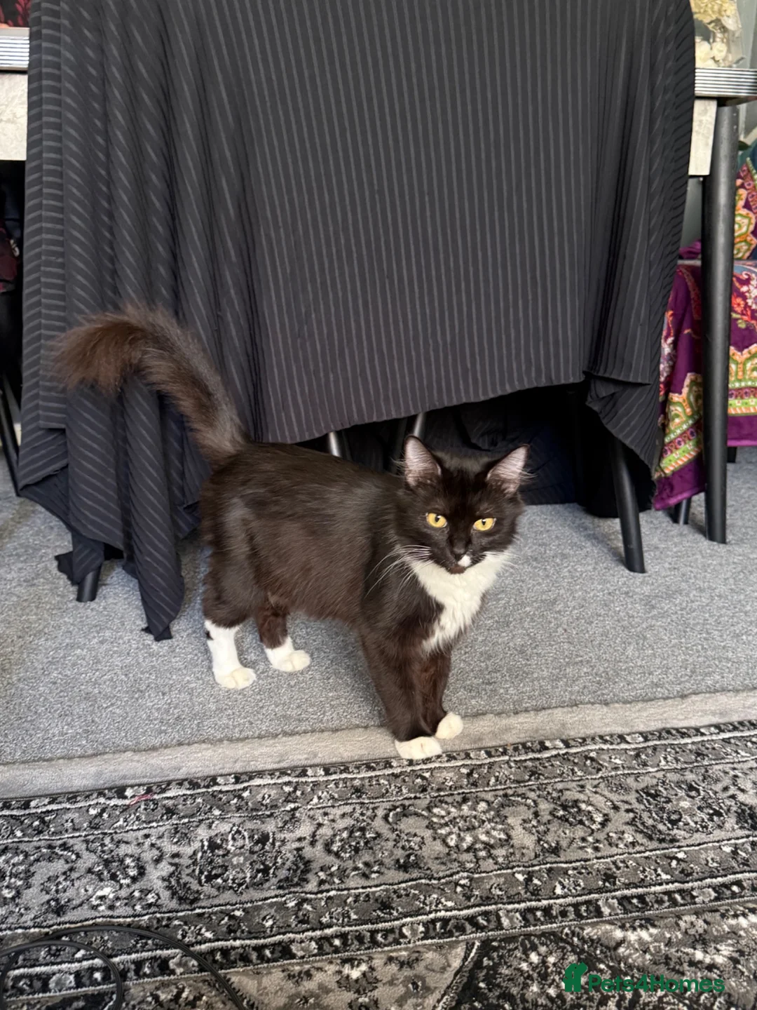 Mixed Breed cats for sale: Cute kittens  - Advert 16