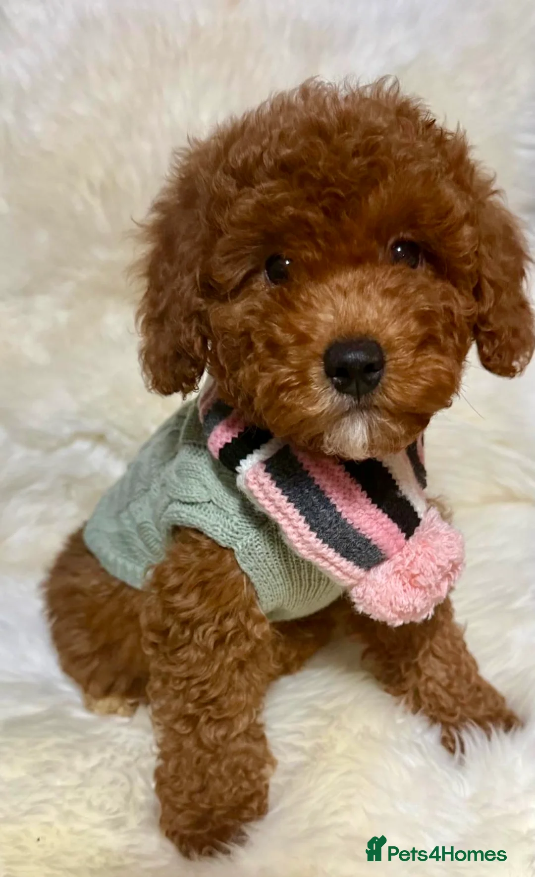 Cavapoo dogs for sale: STUNNING F1B CAVAPOO PUPPIES READY TO LEAVE!  - Advert 1