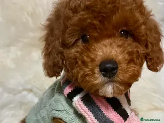 Cavapoo dogs STUNNING F1B CAVAPOO PUPPIES READY TO LEAVE! - Advert 10