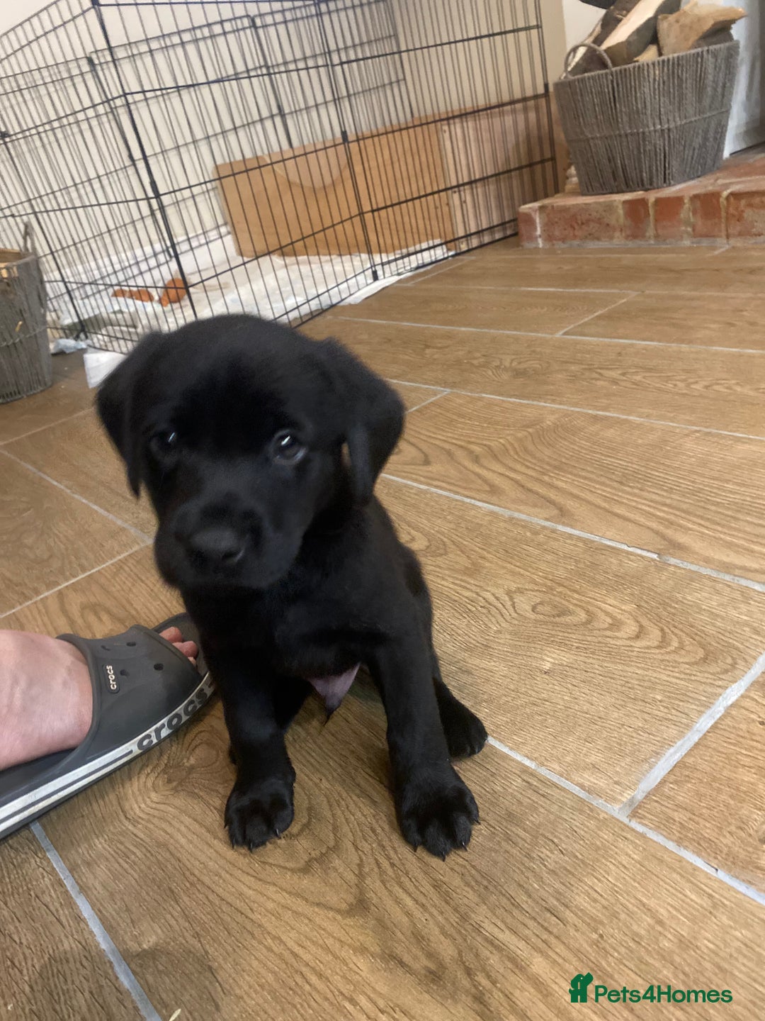Labrador Retriever dogs for sale: Gorgeous Working Labrador puppies  - Advert 14