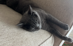 Mixed Breed cats for sale: Male, Grey, Ragdoll X Cat - Image 2