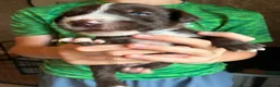 Mixed Breed dogs for sale: Beautiful puppies of our Family pets  - Advert 7