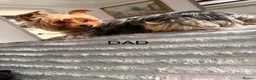 Yorkshire Terrier dogs for sale: York terrier puppy  - Advert 16