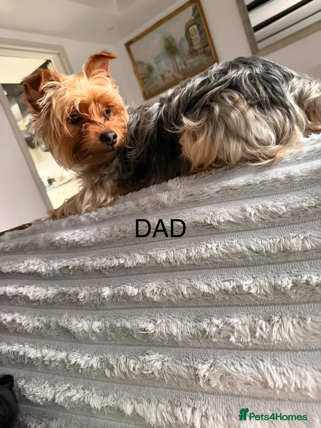 Yorkshire Terrier dogs for sale: York terrier puppy  - Advert 16