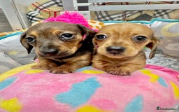 Miniature Dachshund dogs for sale: ✨ Tiny gorgeous puppy girl Mini dachshund  ✨ - Image 9