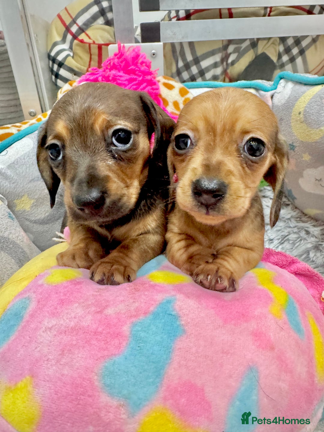 Miniature Dachshund dogs for sale: ✨ Tiny gorgeous puppy girl Mini dachshund  ✨ - Image 9