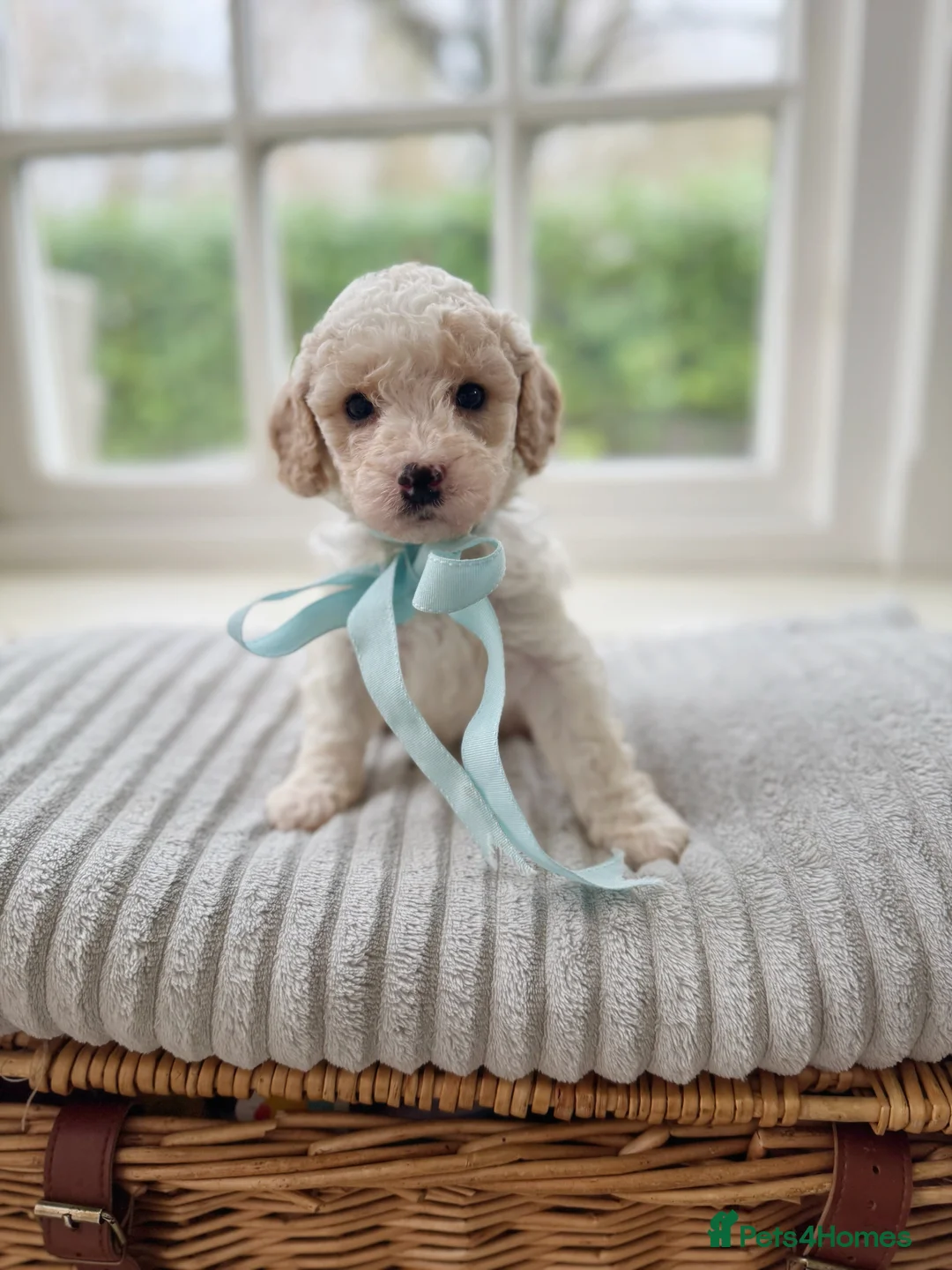 Cavapoochon dogs for sale: Gorgeous cavapoochon babies - Advert 27